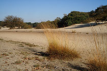 De Drunense Duinen
